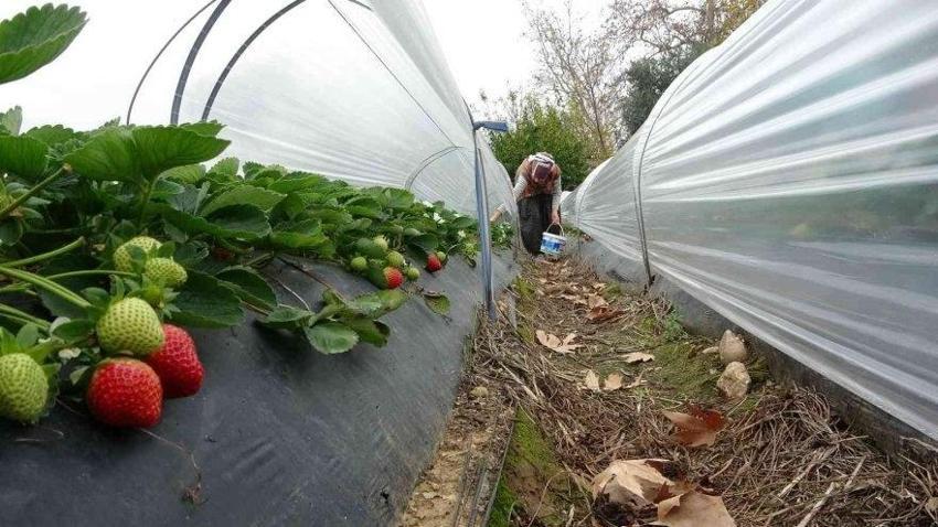 Eşini bu işe zor ikna etti, 5 dönüm araziyle ihracata başladı! Haftada 300 kilo üretip kilosunu 80 liraya satıyor!