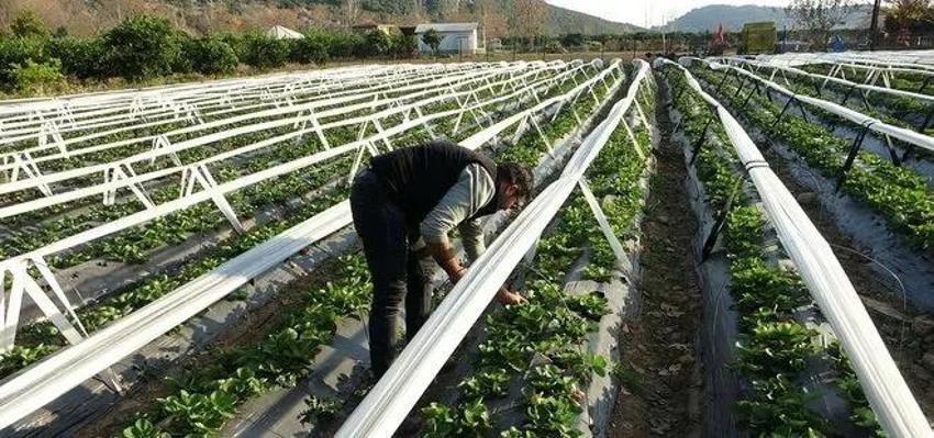 Eşini bu işe zor ikna etti, 5 dönüm araziyle ihracata başladı! Haftada 300 kilo üretip kilosunu 80 liraya satıyor!