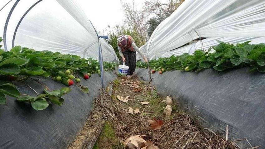 Eşini bu işe zor ikna etti, 5 dönüm araziyle ihracata başladı! Haftada 300 kilo üretip kilosunu 80 liraya satıyor!