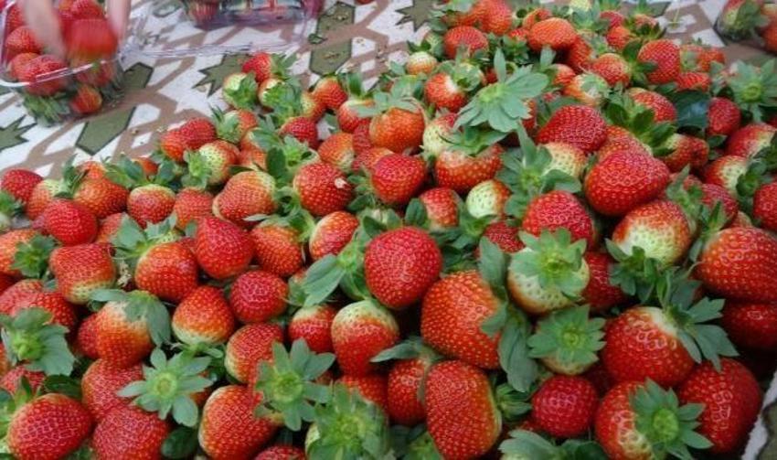 Eşini bu işe zor ikna etti, 5 dönüm araziyle ihracata başladı! Haftada 300 kilo üretip kilosunu 80 liraya satıyor!