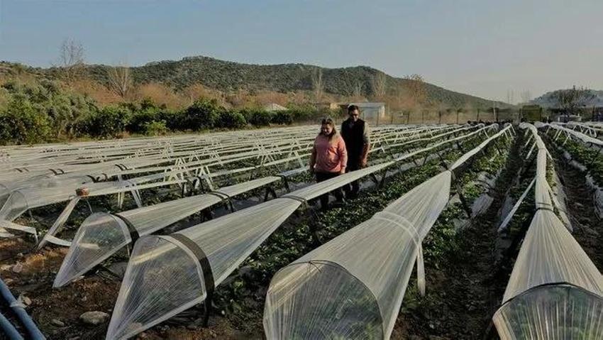 Eşini bu işe zor ikna etti, 5 dönüm araziyle ihracata başladı! Haftada 300 kilo üretip kilosunu 80 liraya satıyor!