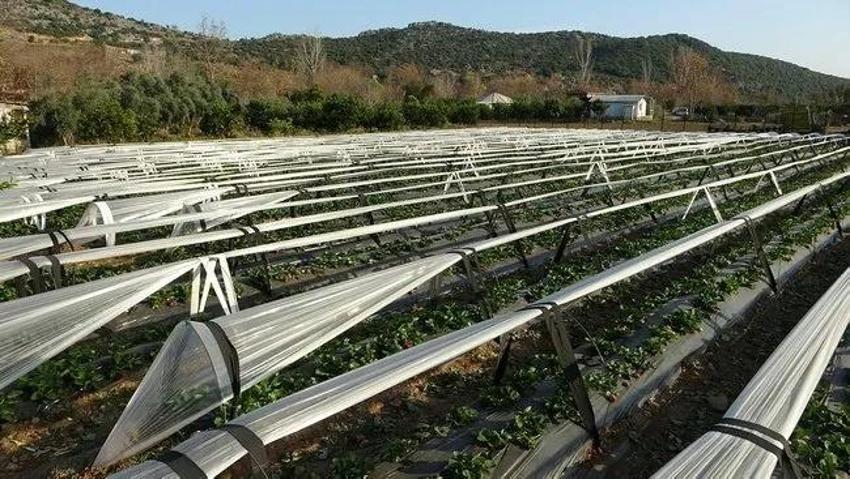 Eşini bu işe zor ikna etti, 5 dönüm araziyle ihracata başladı! Haftada 300 kilo üretip kilosunu 80 liraya satıyor!