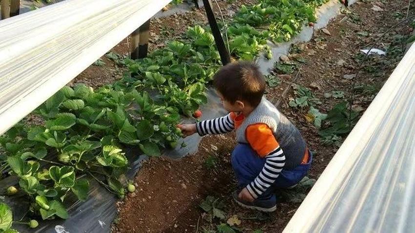 Eşini bu işe zor ikna etti, 5 dönüm araziyle ihracata başladı! Haftada 300 kilo üretip kilosunu 80 liraya satıyor!