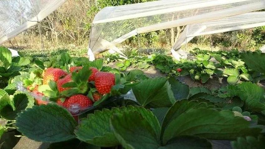 Eşini bu işe zor ikna etti, 5 dönüm araziyle ihracata başladı! Haftada 300 kilo üretip kilosunu 80 liraya satıyor!