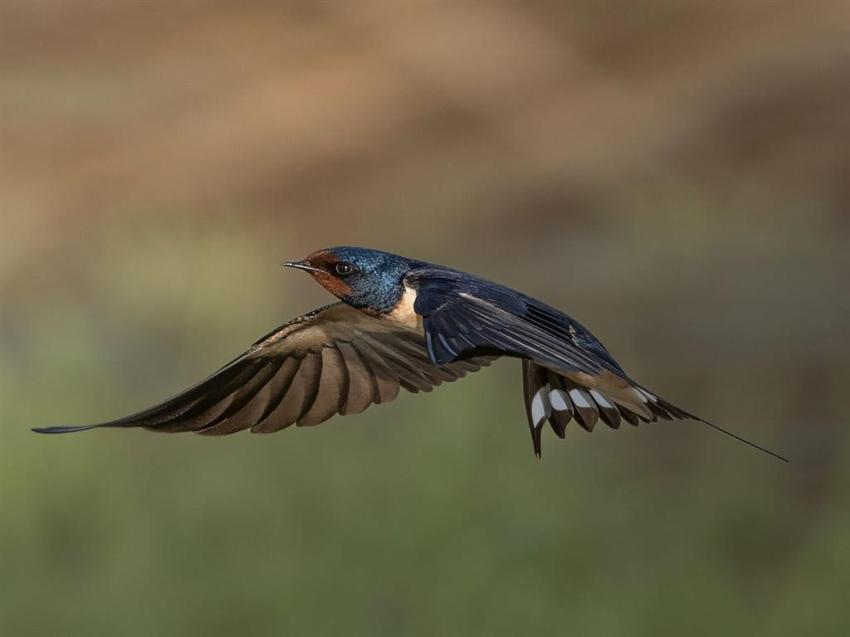 Anında kayıtlara geçti! Kuş gözlem kampında iki sürpriz: Anında kayıtlara Antalya'da ilk kez görüldü