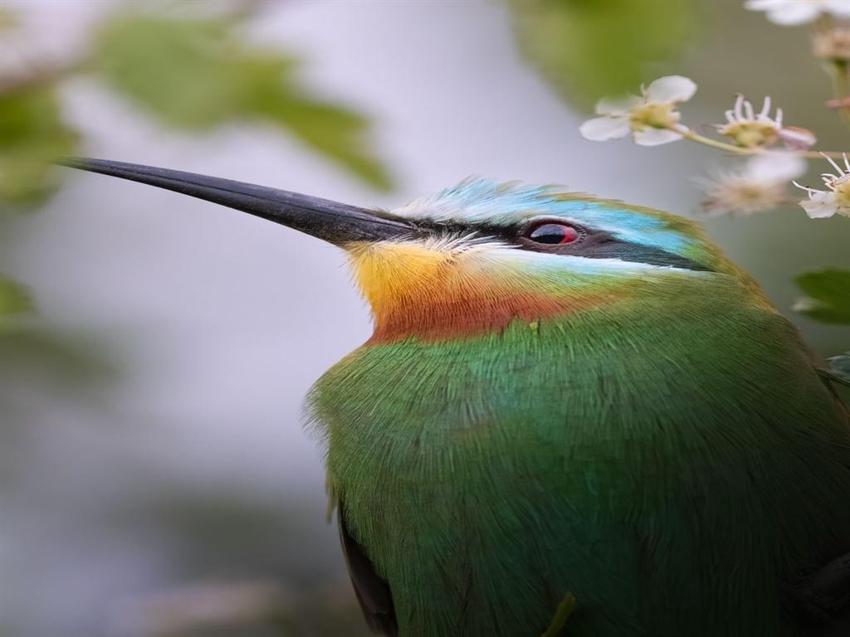 Anında kayıtlara geçti! Kuş gözlem kampında iki sürpriz: Anında kayıtlara Antalya'da ilk kez görüldü