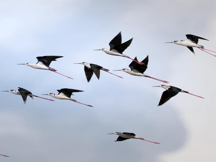 Anında kayıtlara geçti! Kuş gözlem kampında iki sürpriz: Anında kayıtlara Antalya'da ilk kez görüldü