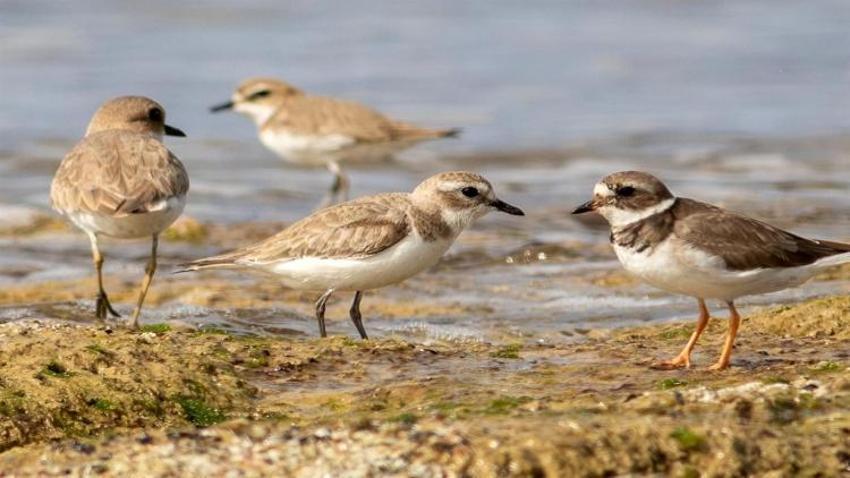 Anında kayıtlara geçti! Kuş gözlem kampında iki sürpriz: Anında kayıtlara Antalya'da ilk kez görüldü