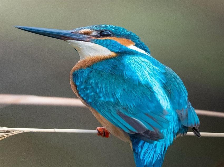 Anında kayıtlara geçti! Kuş gözlem kampında iki sürpriz: Anında kayıtlara Antalya'da ilk kez görüldü