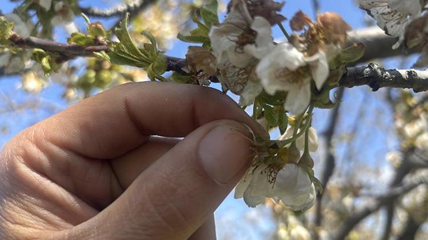 İşte zirai dona karşı alınacak yöntemler! Yurdun dört bir yanı zirai dondan zarar gördü 