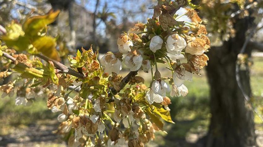 İşte zirai dona karşı alınacak yöntemler! Yurdun dört bir yanı zirai dondan zarar gördü 