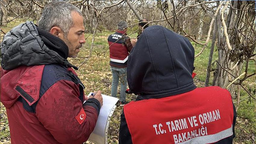 İşte zirai dona karşı alınacak yöntemler! Yurdun dört bir yanı zirai dondan zarar gördü 