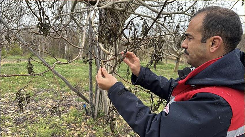 İşte zirai dona karşı alınacak yöntemler! Yurdun dört bir yanı zirai dondan zarar gördü 