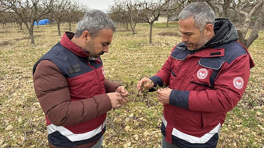 İşte zirai dona karşı alınacak yöntemler! Yurdun dört bir yanı zirai dondan zarar gördü 