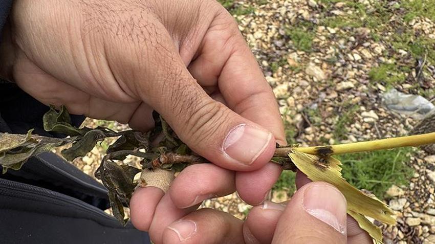 İşte zirai dona karşı alınacak yöntemler! Yurdun dört bir yanı zirai dondan zarar gördü 