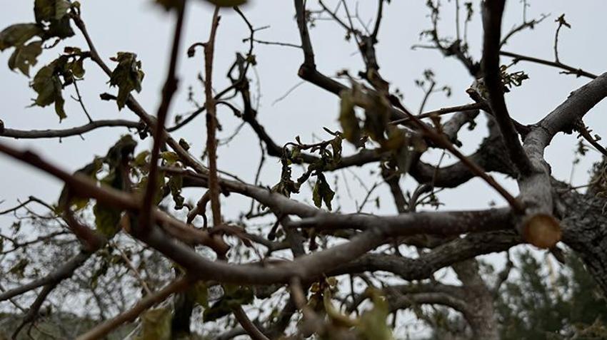 İşte zirai dona karşı alınacak yöntemler! Yurdun dört bir yanı zirai dondan zarar gördü 
