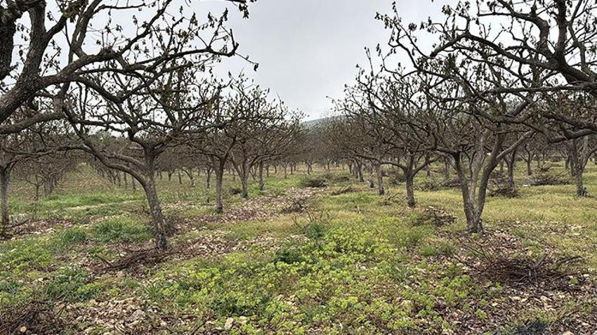 İşte zirai dona karşı alınacak yöntemler! Yurdun dört bir yanı zirai dondan zarar gördü 