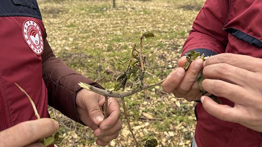 İşte zirai dona karşı alınacak yöntemler! Yurdun dört bir yanı zirai dondan zarar gördü 
