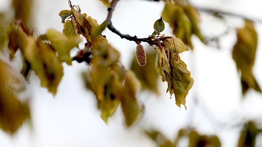 İşte zirai dona karşı alınacak yöntemler! Yurdun dört bir yanı zirai dondan zarar gördü 