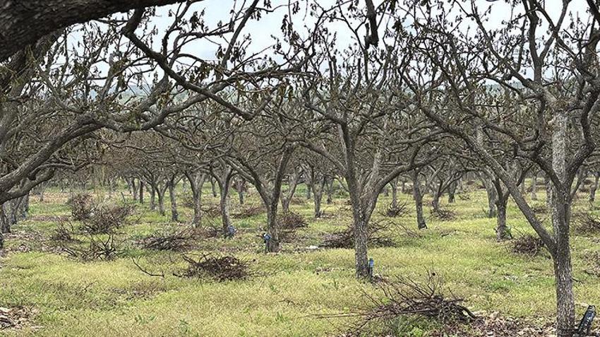 İşte zirai dona karşı alınacak yöntemler! Yurdun dört bir yanı zirai dondan zarar gördü 
