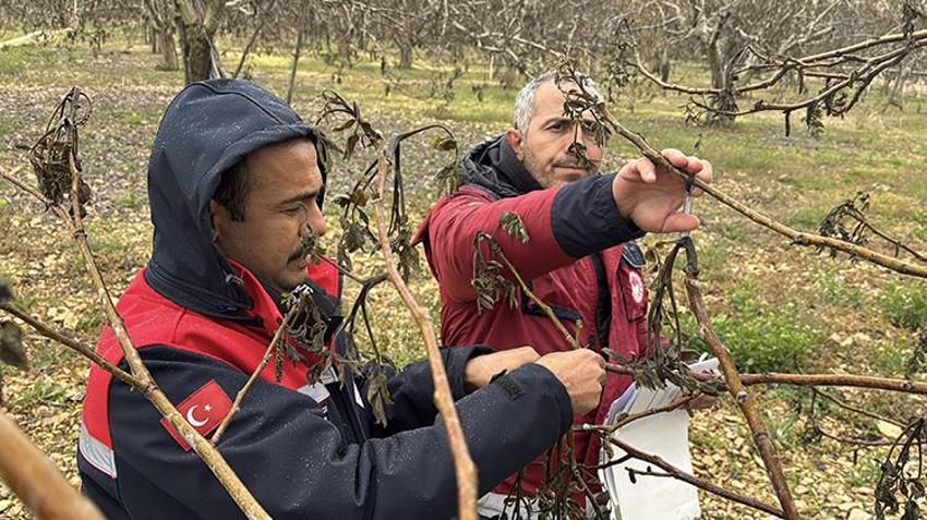 İşte zirai dona karşı alınacak yöntemler! Yurdun dört bir yanı zirai dondan zarar gördü 