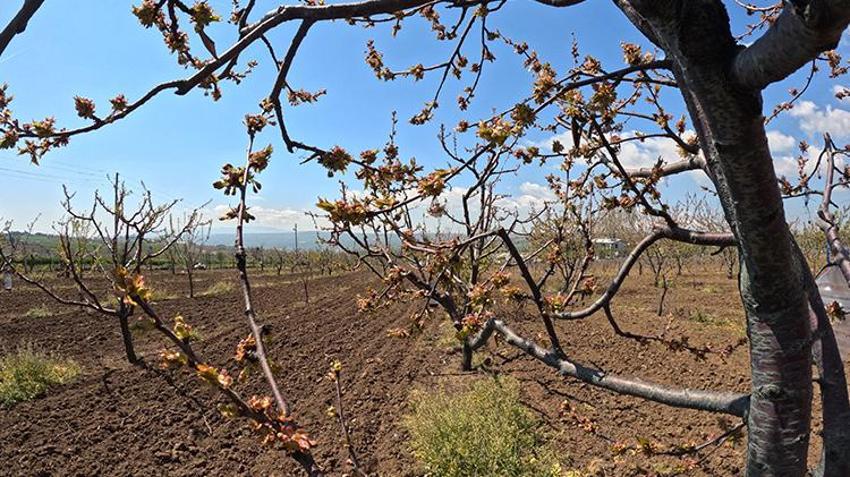 İşte zirai dona karşı alınacak yöntemler! Yurdun dört bir yanı zirai dondan zarar gördü 