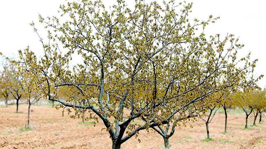 İşte zirai dona karşı alınacak yöntemler! Yurdun dört bir yanı zirai dondan zarar gördü 