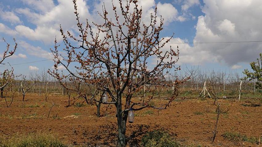 İşte zirai dona karşı alınacak yöntemler! Yurdun dört bir yanı zirai dondan zarar gördü 