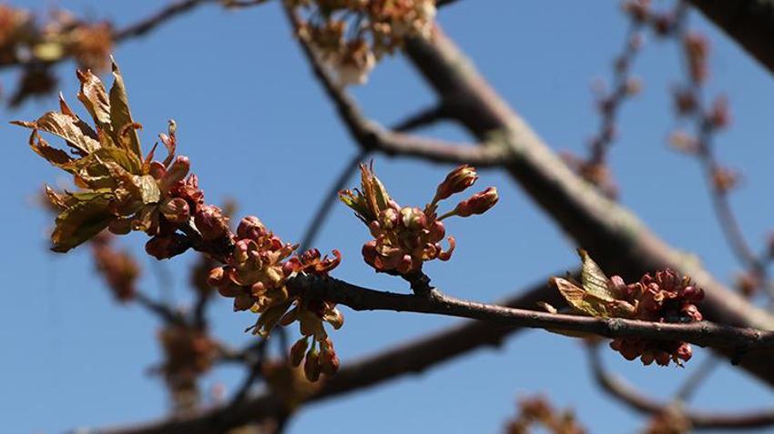 İşte zirai dona karşı alınacak yöntemler! Yurdun dört bir yanı zirai dondan zarar gördü 
