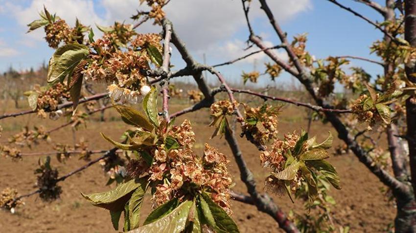 İşte zirai dona karşı alınacak yöntemler! Yurdun dört bir yanı zirai dondan zarar gördü 