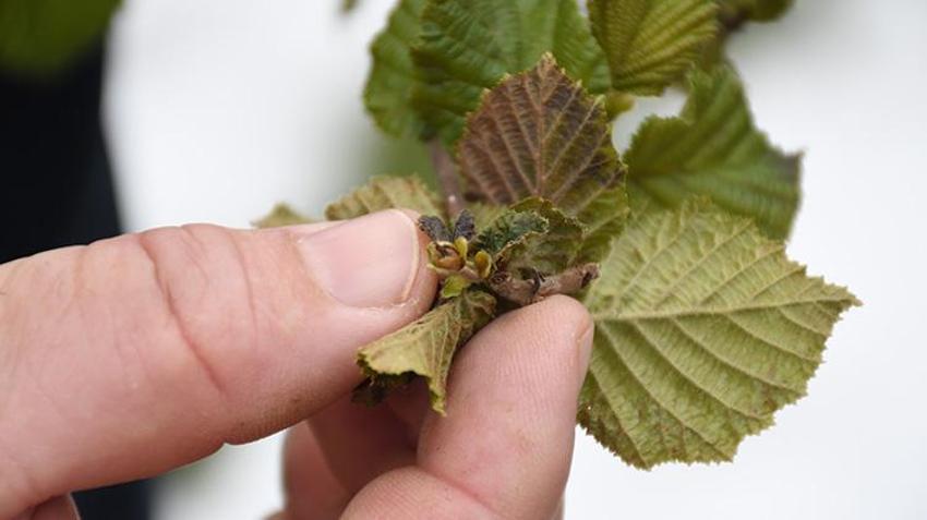 İşte zirai dona karşı alınacak yöntemler! Yurdun dört bir yanı zirai dondan zarar gördü 