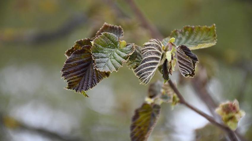 İşte zirai dona karşı alınacak yöntemler! Yurdun dört bir yanı zirai dondan zarar gördü 
