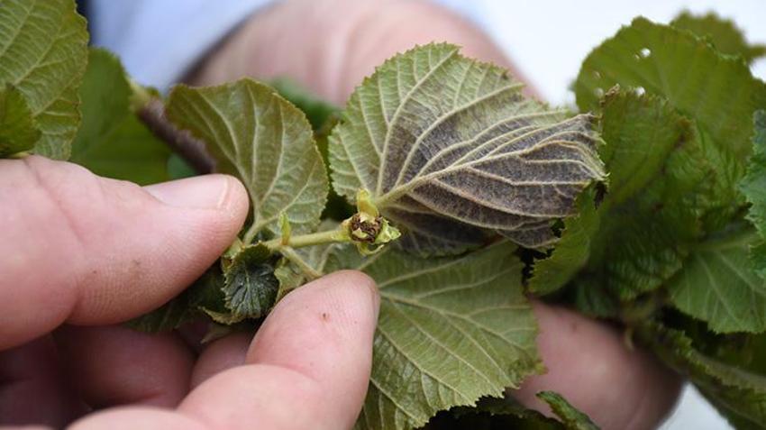 İşte zirai dona karşı alınacak yöntemler! Yurdun dört bir yanı zirai dondan zarar gördü 
