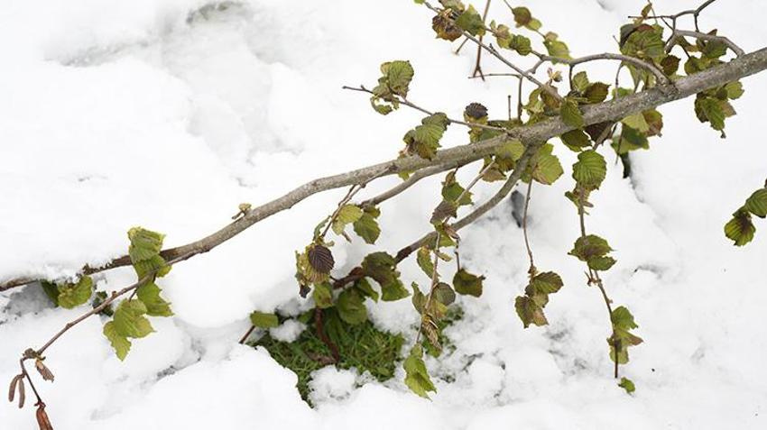 İşte zirai dona karşı alınacak yöntemler! Yurdun dört bir yanı zirai dondan zarar gördü 