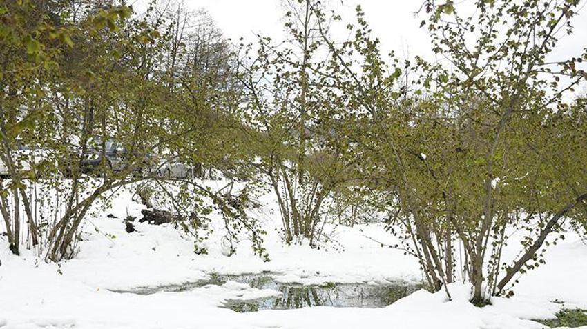 İşte zirai dona karşı alınacak yöntemler! Yurdun dört bir yanı zirai dondan zarar gördü 