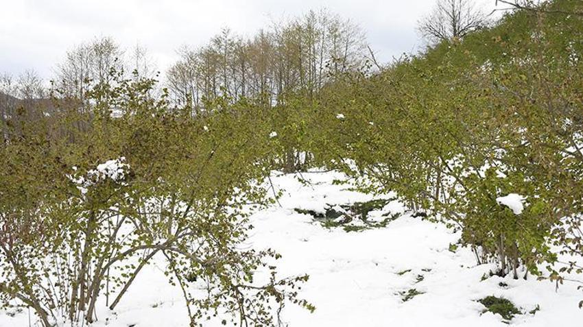 İşte zirai dona karşı alınacak yöntemler! Yurdun dört bir yanı zirai dondan zarar gördü 