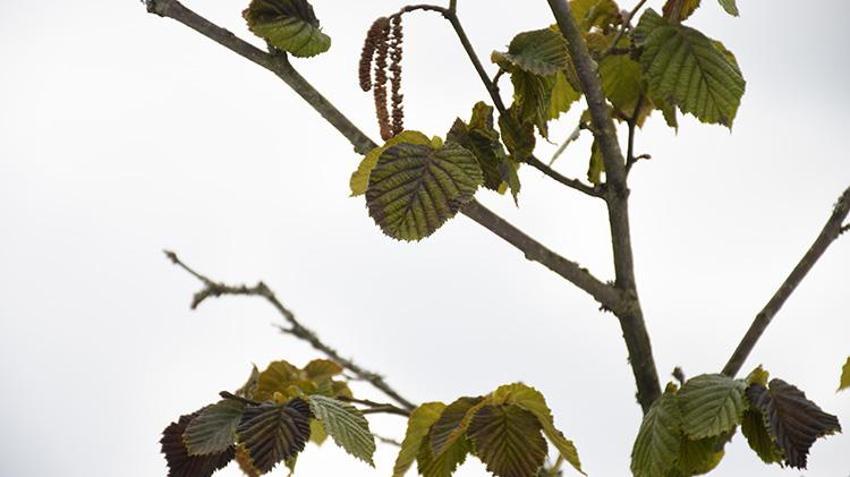 İşte zirai dona karşı alınacak yöntemler! Yurdun dört bir yanı zirai dondan zarar gördü 