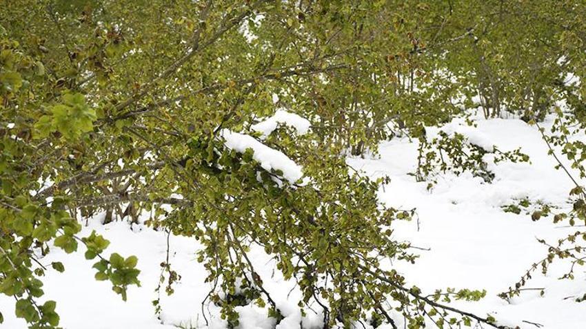 İşte zirai dona karşı alınacak yöntemler! Yurdun dört bir yanı zirai dondan zarar gördü 
