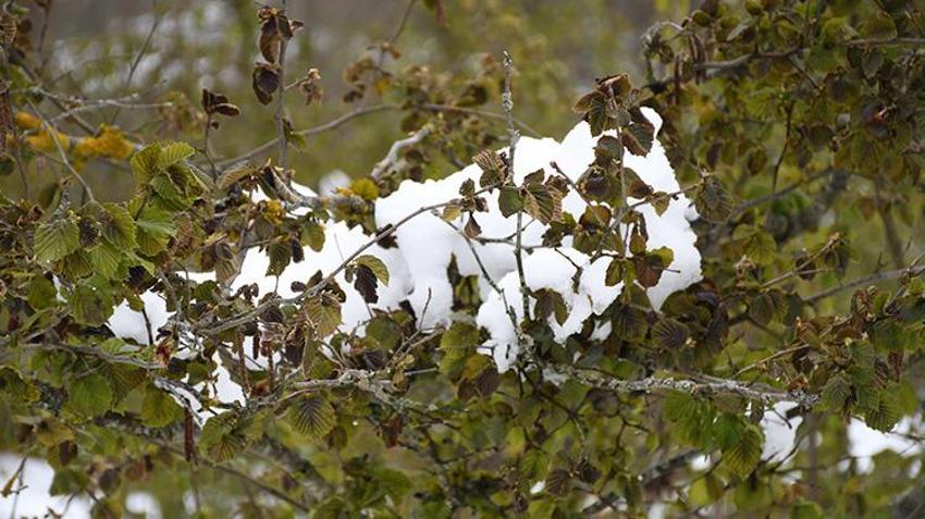 İşte zirai dona karşı alınacak yöntemler! Yurdun dört bir yanı zirai dondan zarar gördü 