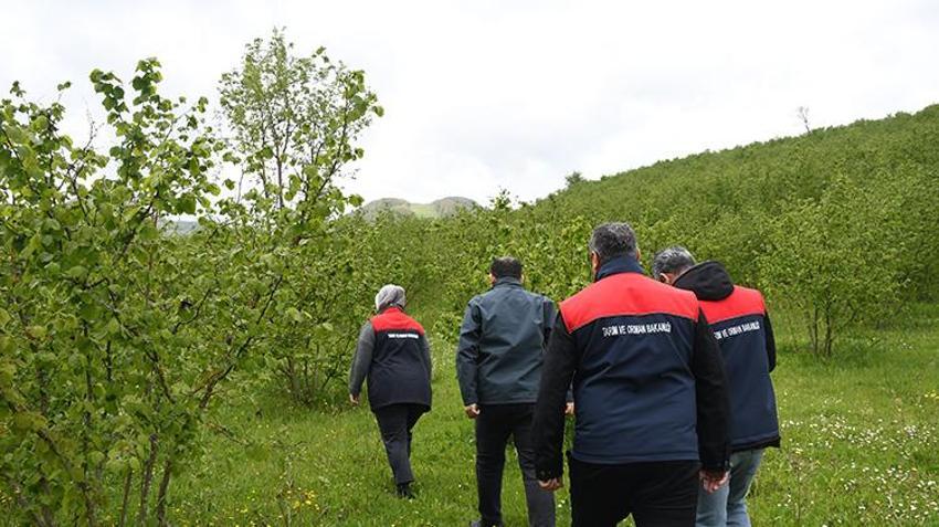 İşte zirai dona karşı alınacak yöntemler! Yurdun dört bir yanı zirai dondan zarar gördü 