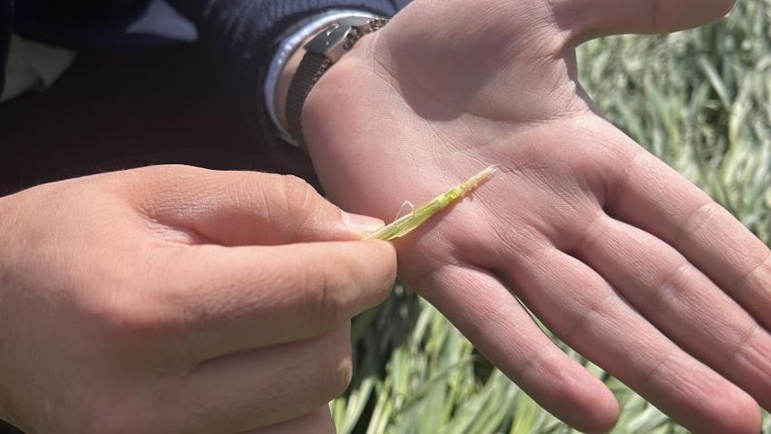 İşte zirai dona karşı alınacak yöntemler! Yurdun dört bir yanı zirai dondan zarar gördü 