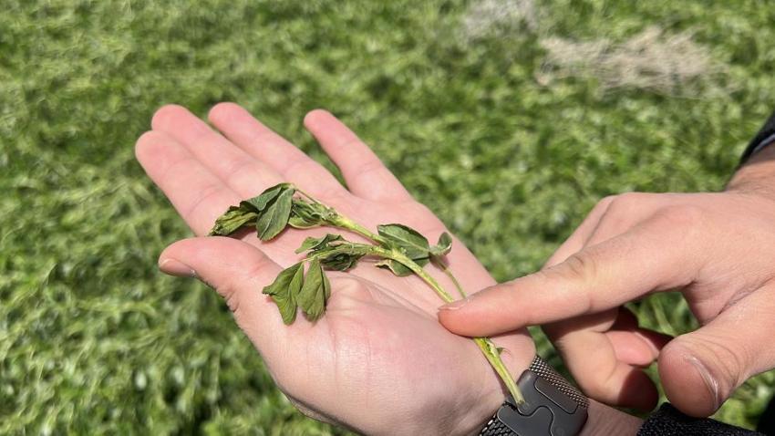 İşte zirai dona karşı alınacak yöntemler! Yurdun dört bir yanı zirai dondan zarar gördü 
