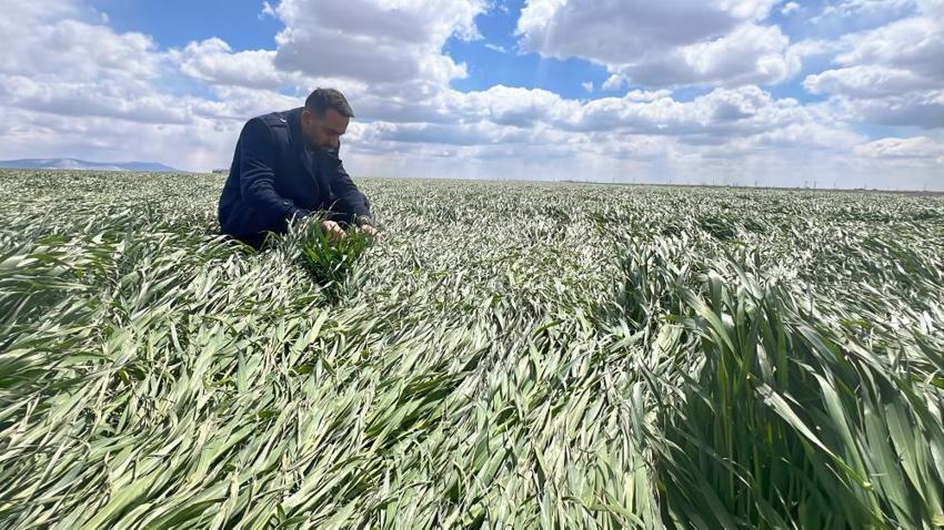 İşte zirai dona karşı alınacak yöntemler! Yurdun dört bir yanı zirai dondan zarar gördü 