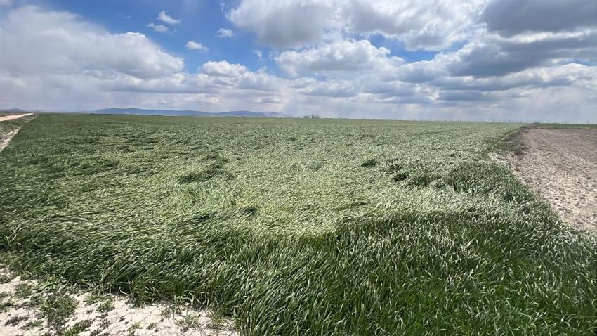 İşte zirai dona karşı alınacak yöntemler! Yurdun dört bir yanı zirai dondan zarar gördü 