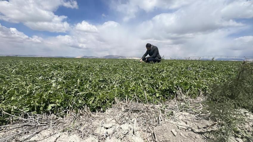 İşte zirai dona karşı alınacak yöntemler! Yurdun dört bir yanı zirai dondan zarar gördü 