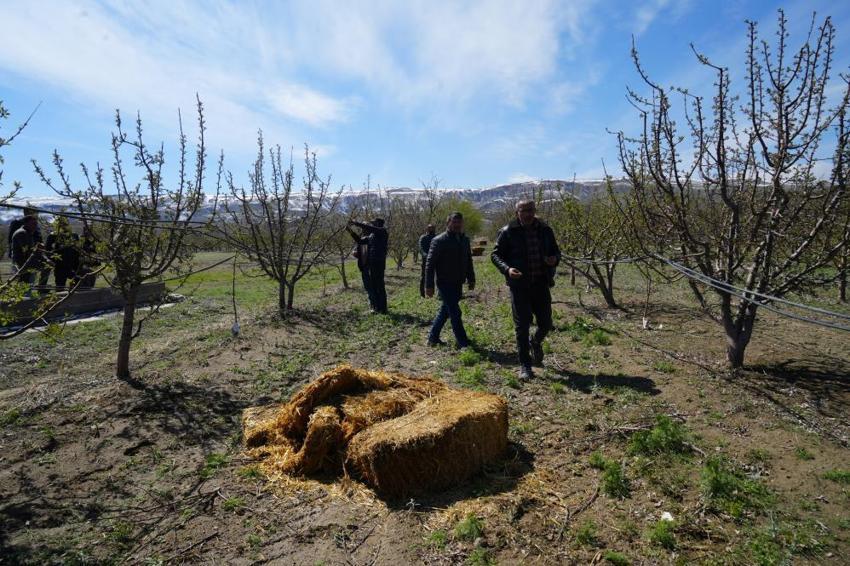 İşte zirai dona karşı alınacak yöntemler! Yurdun dört bir yanı zirai dondan zarar gördü 