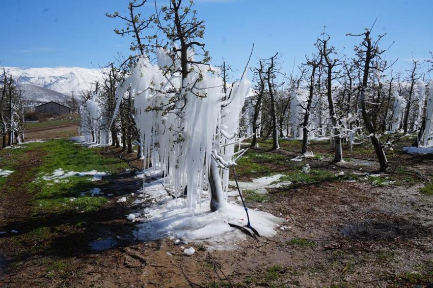 İşte zirai dona karşı alınacak yöntemler! Yurdun dört bir yanı zirai dondan zarar gördü 
