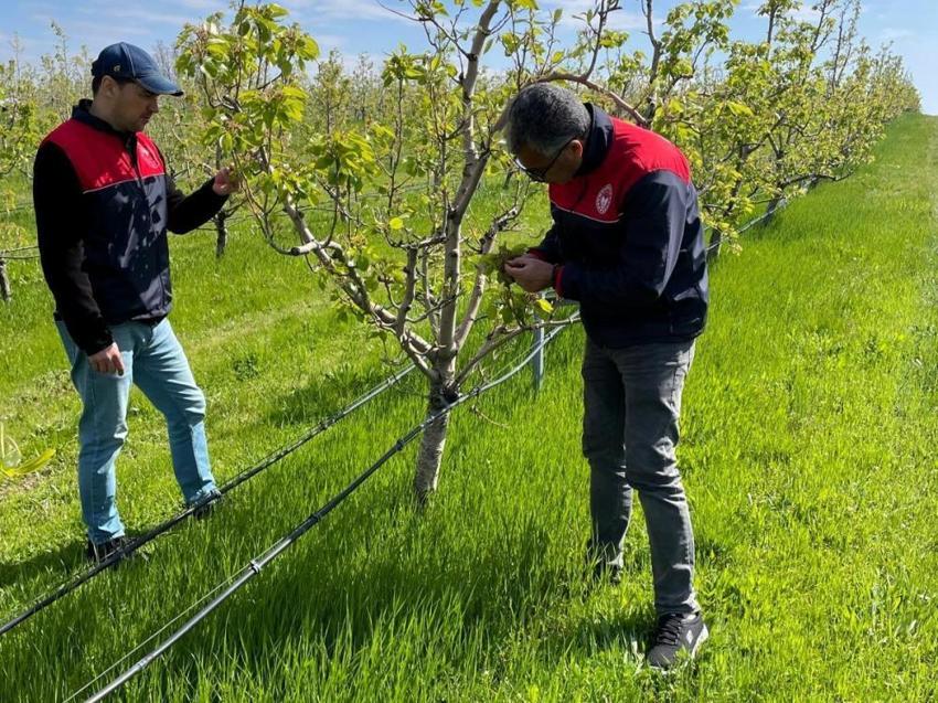 İşte zirai dona karşı alınacak yöntemler! Yurdun dört bir yanı zirai dondan zarar gördü 