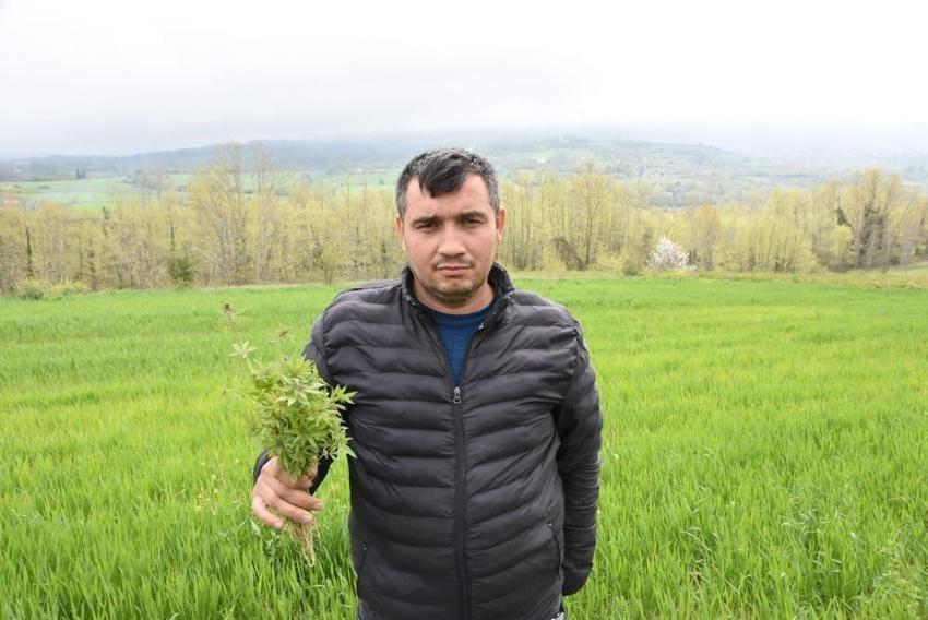 Sinop'ta tarlasında kenevir ele geçirilen çiftçi: "Yasa dışı iş yapmadık, valilik rencide etti"