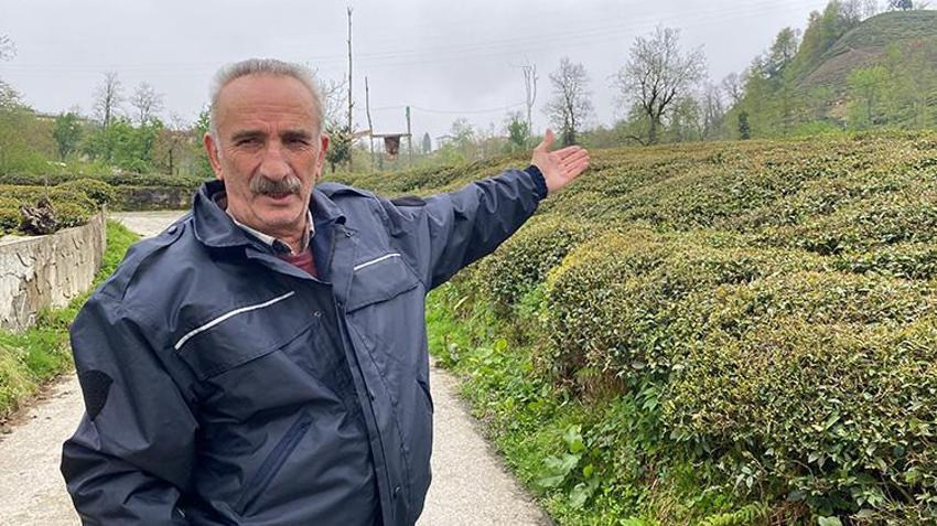 Bu yıl çayı pahalıya içeceğiz! Zirai dondan çay da nasibini aldı: Rekolte kaybı bekleniyor, üreticiler tedirgin